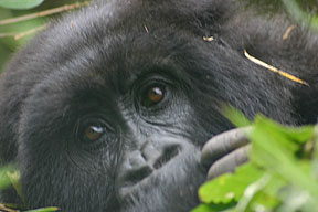 Mountain Gorilla