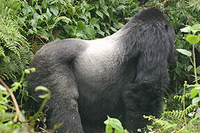 Mountain Gorilla