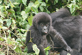 Mountain Gorilla Infant