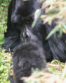 Mountain Gorillas