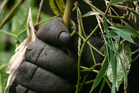 Mountain Gorilla