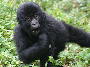 Mountain Gorilla