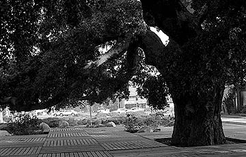 Another Trunk View